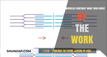 Muscle Contractions: Unveiling the Primary Workhorse Behind Movement