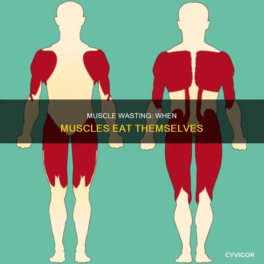when muscles eat themselves