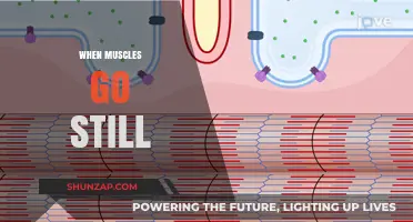 Muscle Relaxation: When Muscles Go Still
