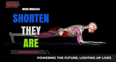 How Shortening Muscles Work