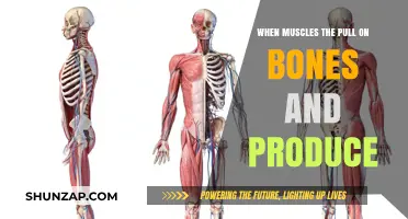 How Muscles Pull Bones to Produce Movement and Strength