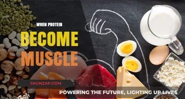 How Protein Transforms into Muscles
