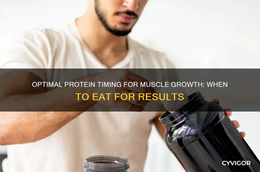 when should i eat protein to gain muscle