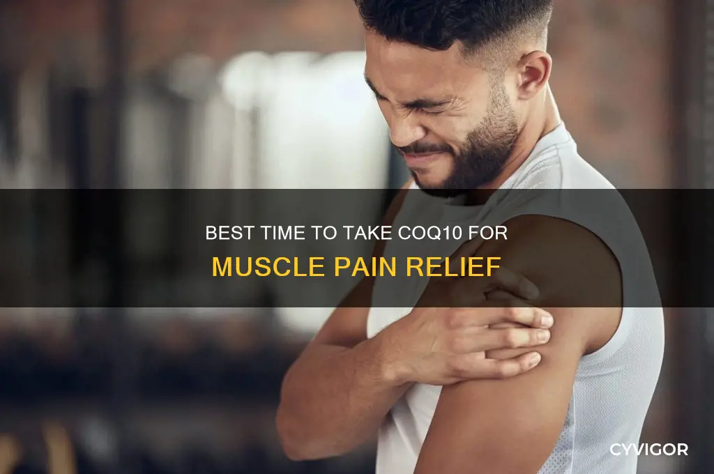 when should i take my coq10 to decrease muscle pain