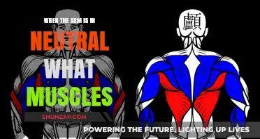 Neutral Arm Position: Key Muscles at Rest and Their Functions