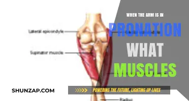 Pronation Muscles: Key Arm Activators During Forearm Rotation