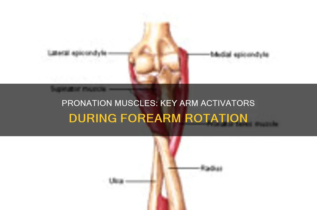 when the arm is in pronation what muscles