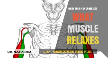 Bicep Contraction: Unveiling the Antagonist Muscle's Relaxation Process