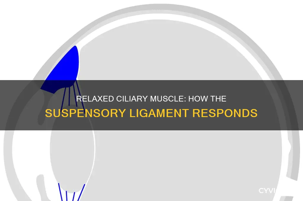 when the ciliary muscle is relaxed the suspensory ligament is