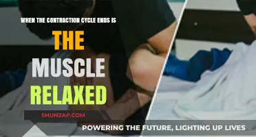 Muscle Relaxation After Contraction: Understanding the Post-Cycle Rest Phase