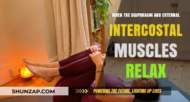 Relaxation of Diaphragm and Intercostal Muscles: Understanding Exhalation Process