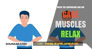 Relaxed Breathing: How Diaphragm and Rib Cage Muscles Influence Exhalation