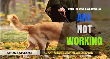 Understanding Canine Back Muscle Weakness: Causes, Symptoms, and Treatment Options