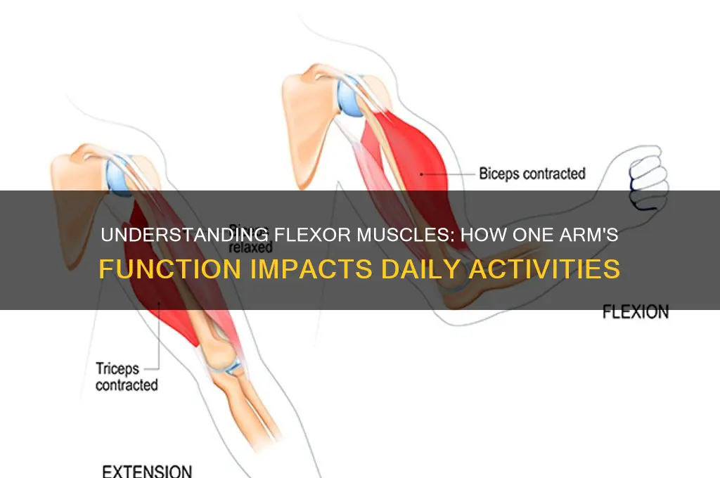 when the flexor muscles of one arm