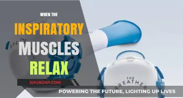 Understanding Respiratory Relaxation: When Inspiratory Muscles Unwind and Rest