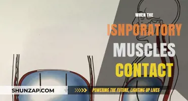 Inspiring Muscles: Contraction and its Impact