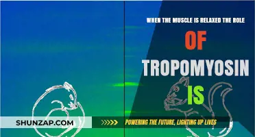 Tropomyosin's Role in Relaxed Muscles: Unlocking the Mechanism