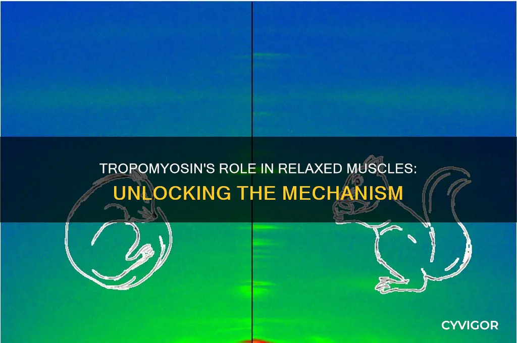 when the muscle is relaxed the role of tropomyosin is