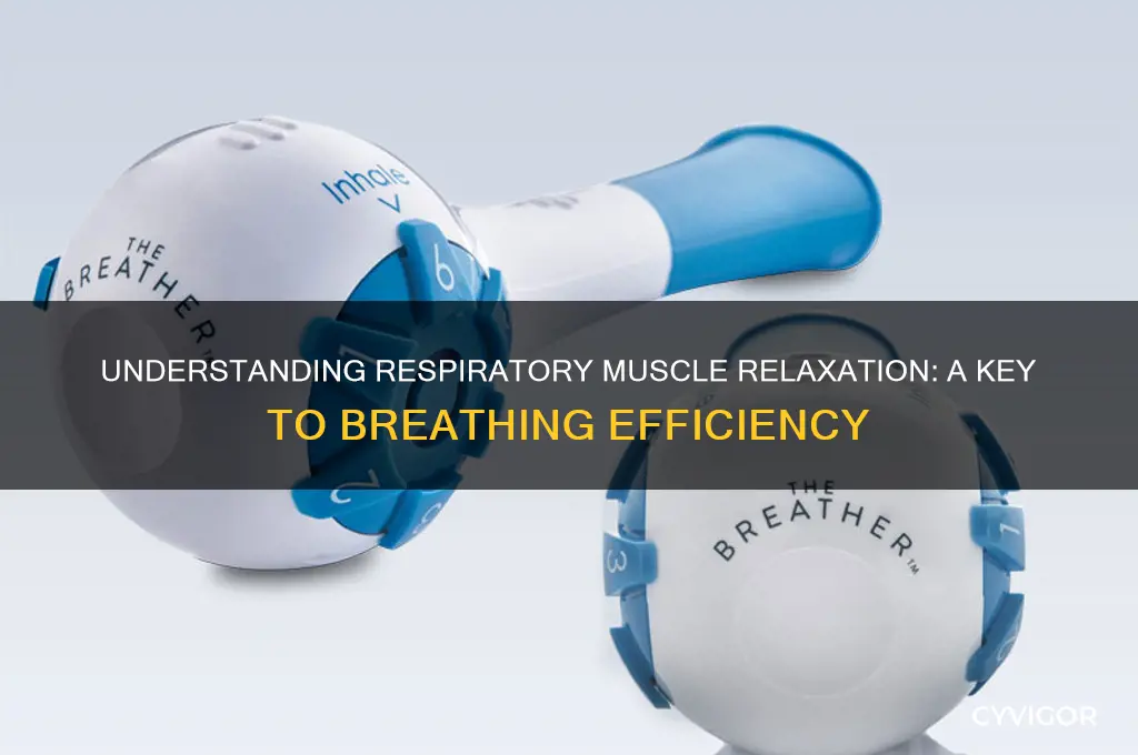 when the muscles of respiration relax