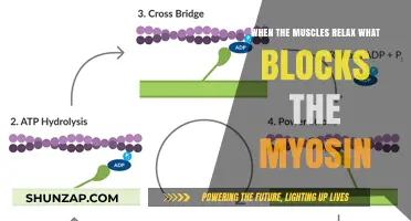 Muscle Relaxation: How Myosin Binding is Blocked During Rest