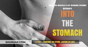 Muscle Failure: How Nutrient Absorption Stops When Stomach Muscles Fail
