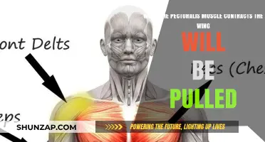 Pectoralis Muscle Contraction: How It Pulls the Wing During Flight