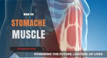 Stomach Muscles: What You Need to Know