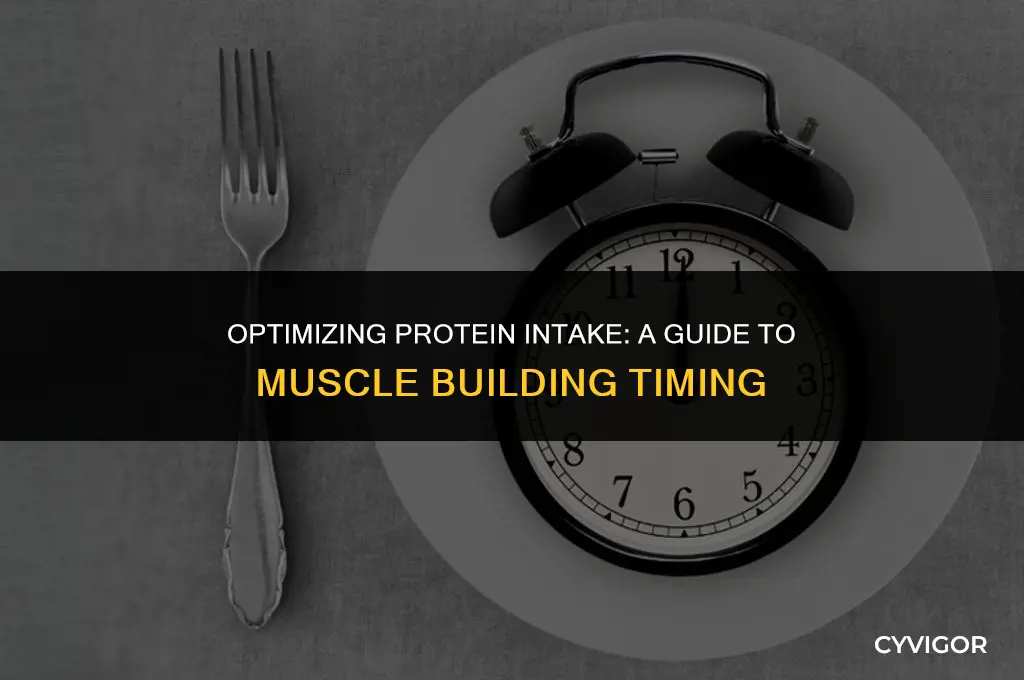 when to eat protein to build muscle
