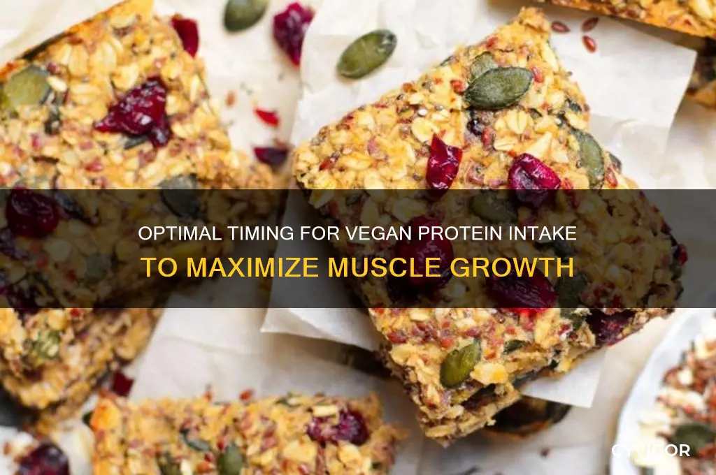 when to take vegan protein for muscle gain