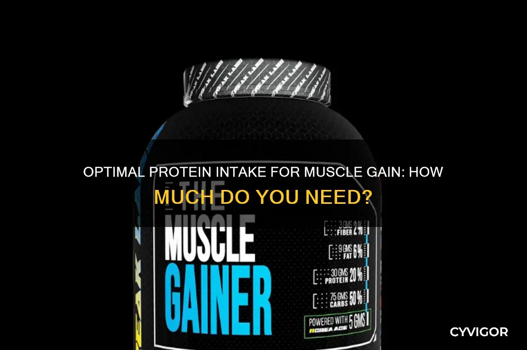 when trying to gain muscle how much protein