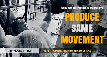 Synergistic Muscle Partnerships: How Muscles Collaborate for Seamless Movement