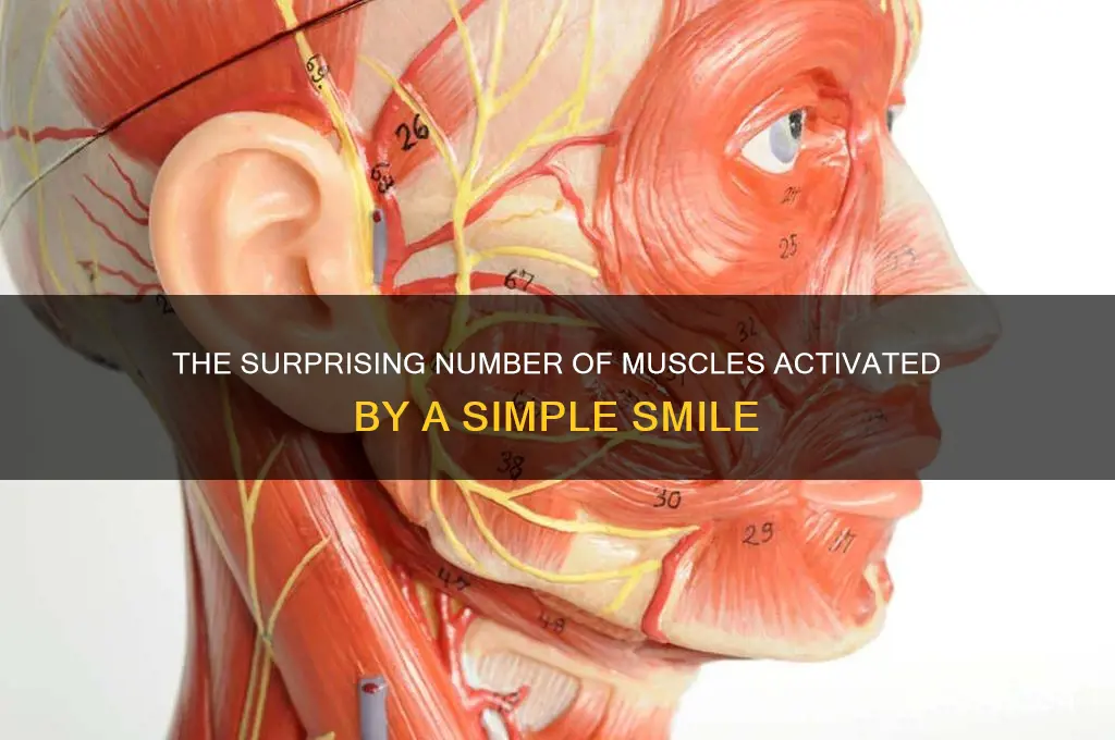 when we smile how many muscles work