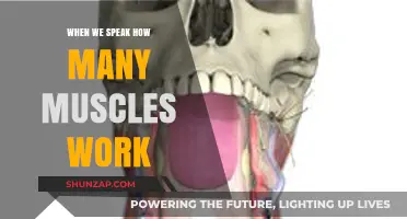 Unveiling the Muscular Symphony: How Many Muscles Power Our Speech?