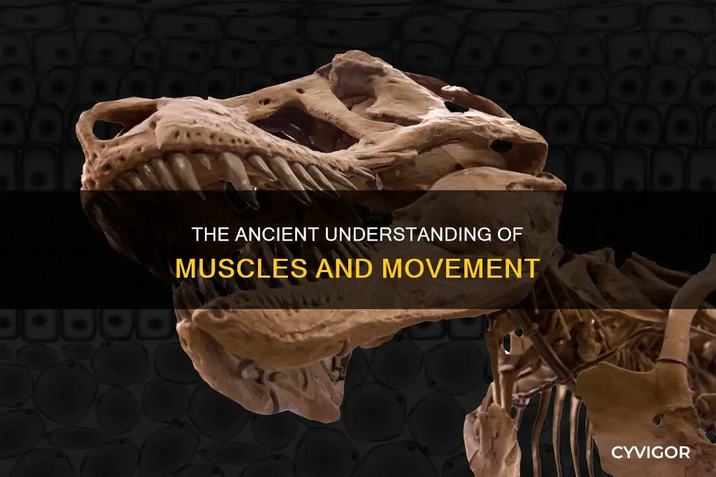 when were muscles discovered