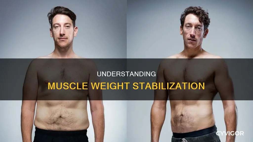 when will muscle weight stabilize