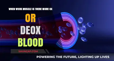 Oxidized vs. Deoxygenated Blood: Understanding Muscle Work Dynamics