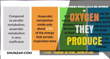 Oxygen Deprivation in Muscle Cells: Unraveling Anaerobic Metabolism and Lactic Acid Production