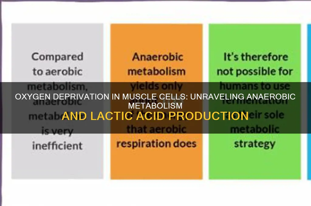 when working muscle cells are deprived of oxygen they produce