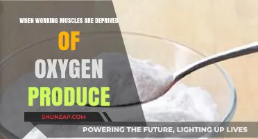 Muscle Oxygen Deprivation: How Lactic Acid Builds Up During Exercise