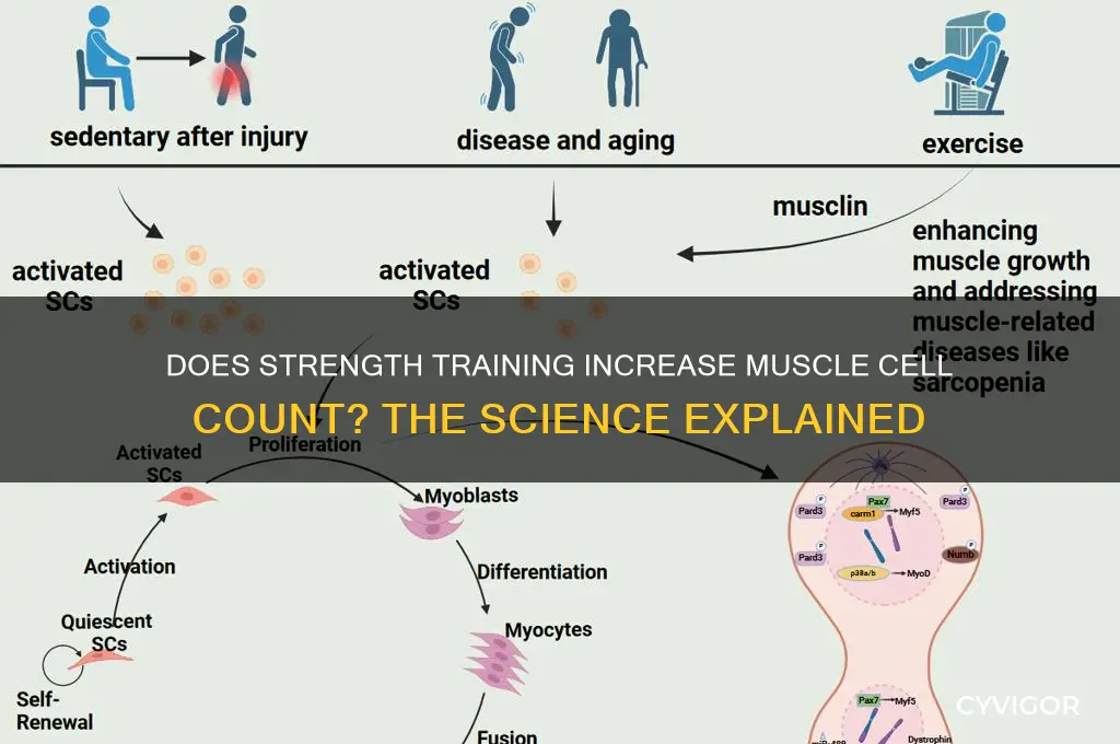 when you get stronger do you gain muscle cells