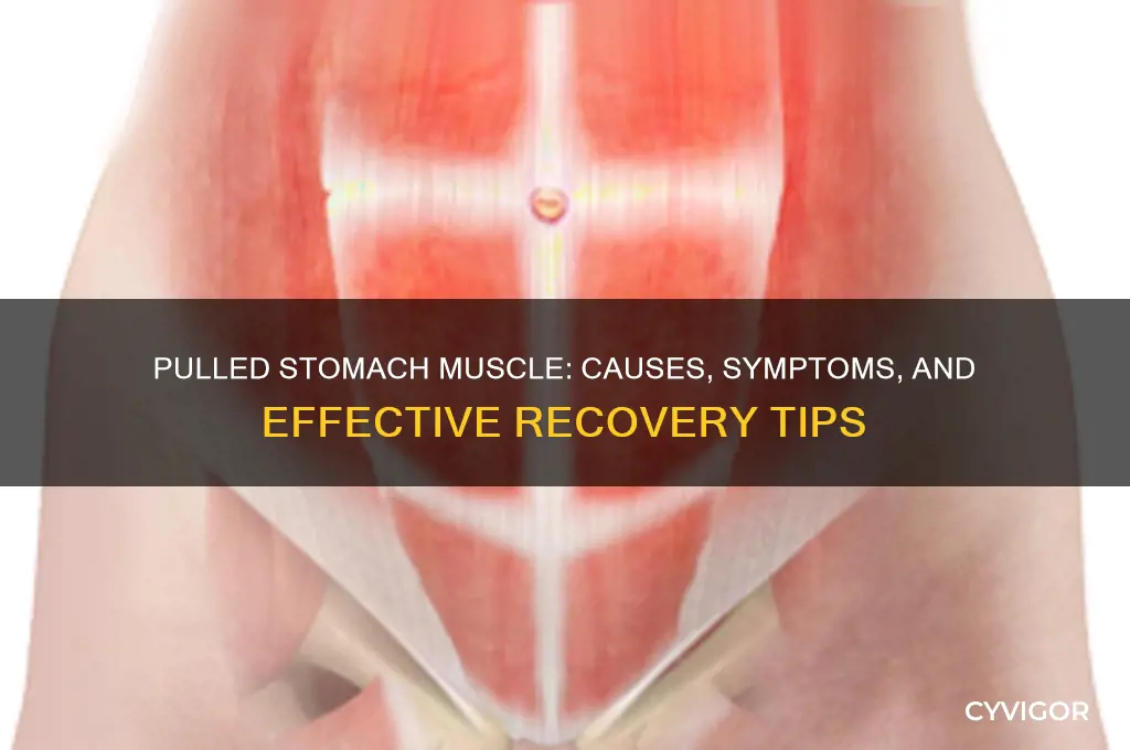 when you pull a muscle in your stomach