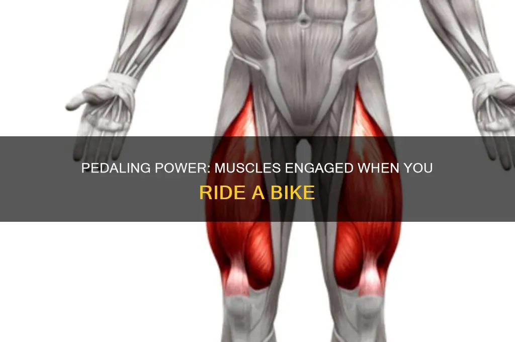 when you ride a bike what muscles are at work