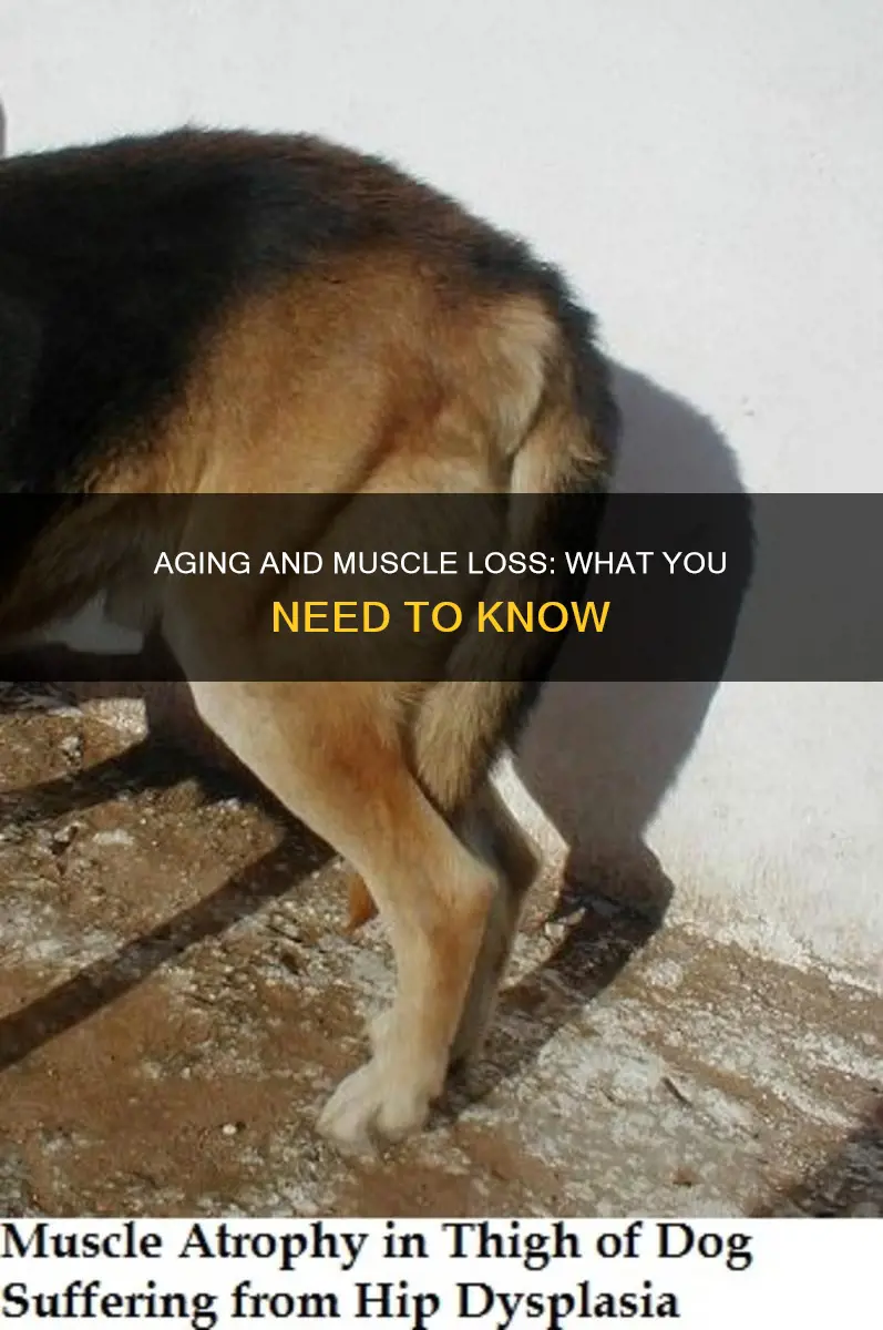 when you start losing muscle