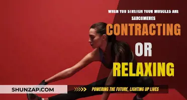 Muscle Stretching: Are Sarcomeres Contracting or Relaxing During Flexibility?