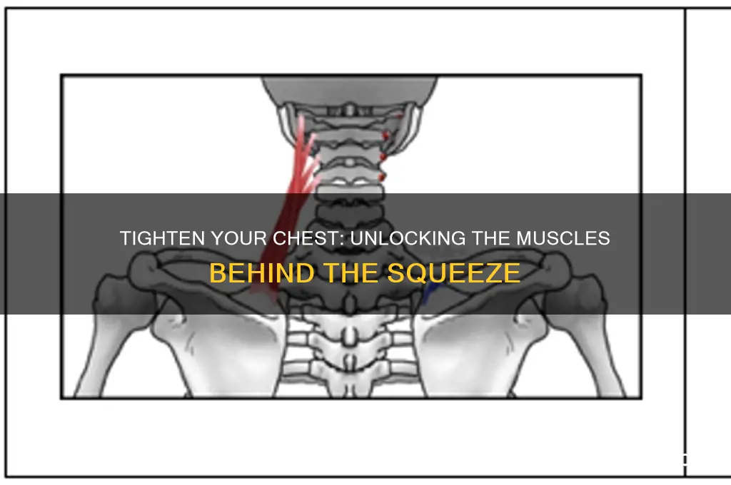 when you tighten chest what muscles are worked