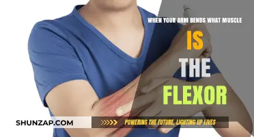 Understanding Arm Flexion: The Key Muscle Behind Your Bending Arm