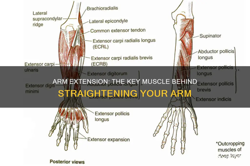when your arm straightens what muscle is the extensor
