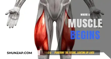 Origin Stories: Where Muscles Begin and End