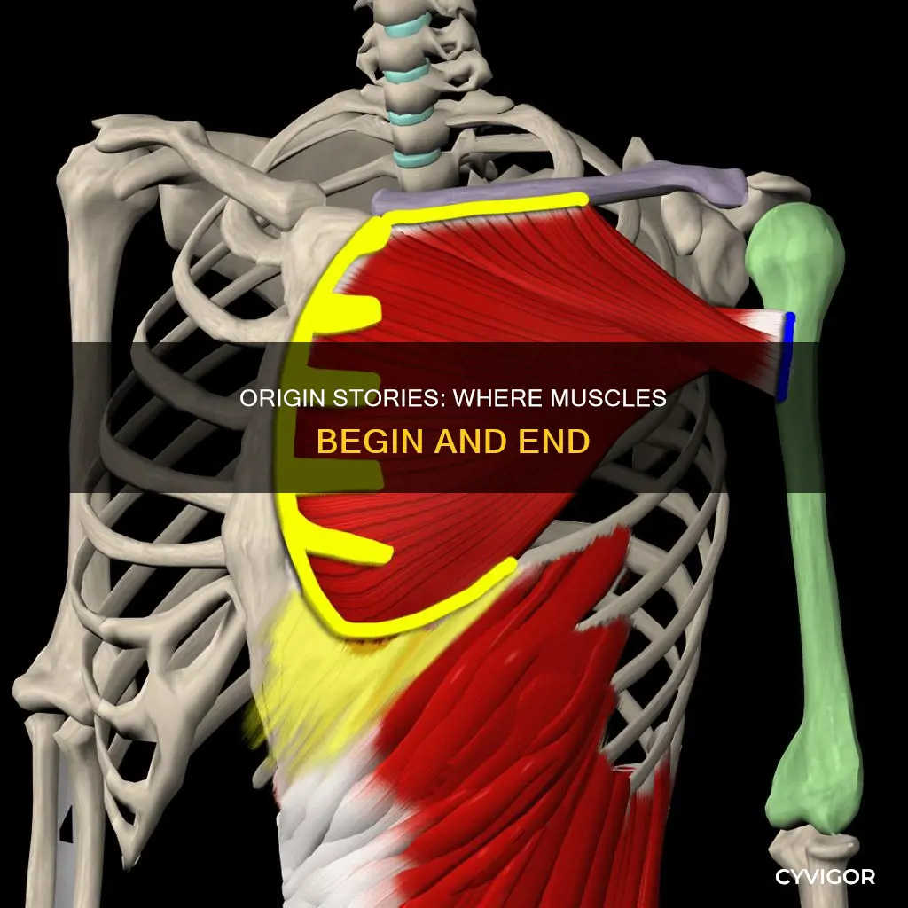 where a muscle begins