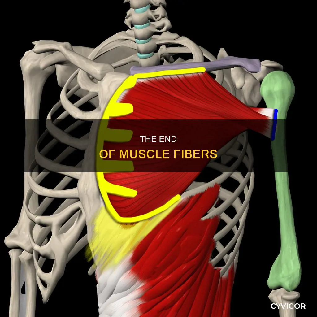 where a muscle ends